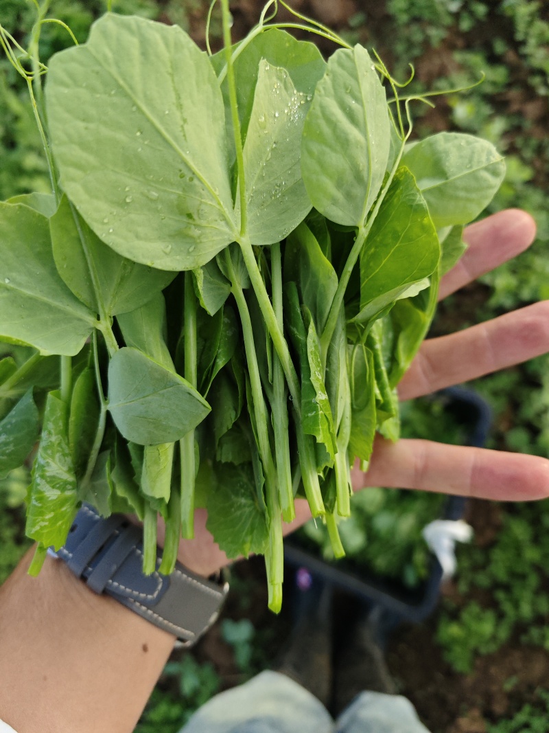 贵州豌豆尖400亩豌豆尖大叶豌豆尖，肥嫰豌豆尖
