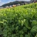 贵州豌豆尖400亩豌豆尖大叶豌豆尖，肥嫰豌豆尖