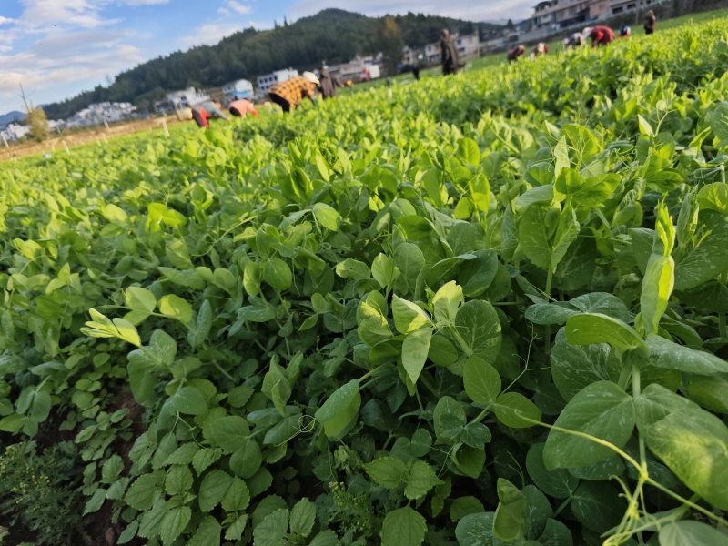 贵州豌豆尖400亩豌豆尖大叶豌豆尖，肥嫰豌豆尖
