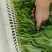 贵州豌豆尖400亩豌豆尖大叶豌豆尖，肥嫰豌豆尖