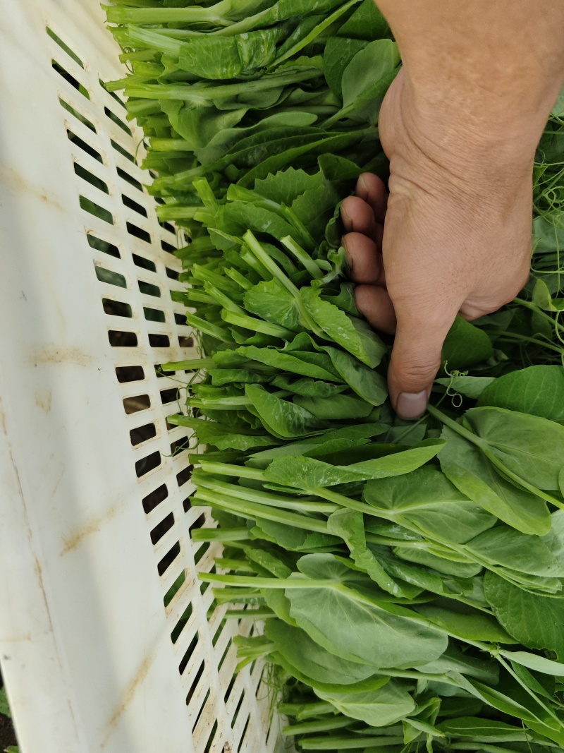 贵州豌豆尖400亩豌豆尖大叶豌豆尖，肥嫰豌豆尖