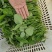 贵州豌豆尖400亩豌豆尖大叶豌豆尖，肥嫰豌豆尖