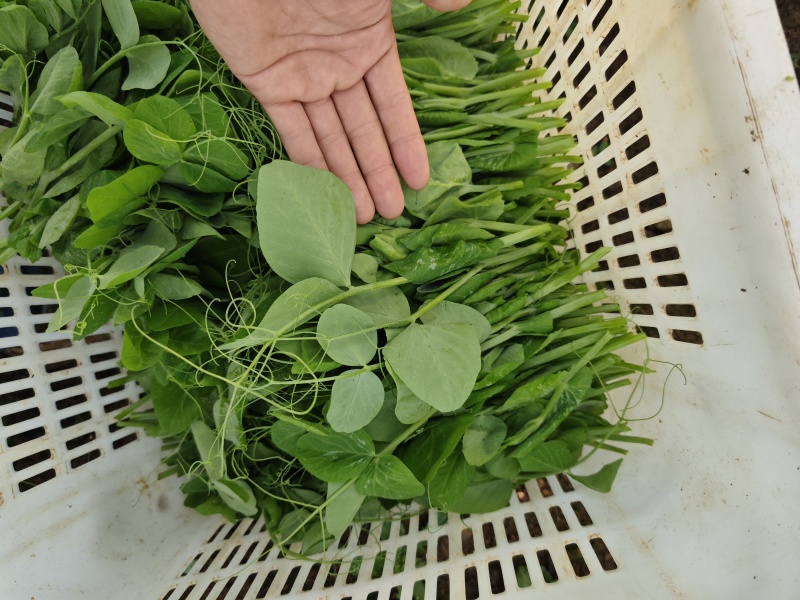 贵州豌豆尖400亩豌豆尖大叶豌豆尖，肥嫰豌豆尖