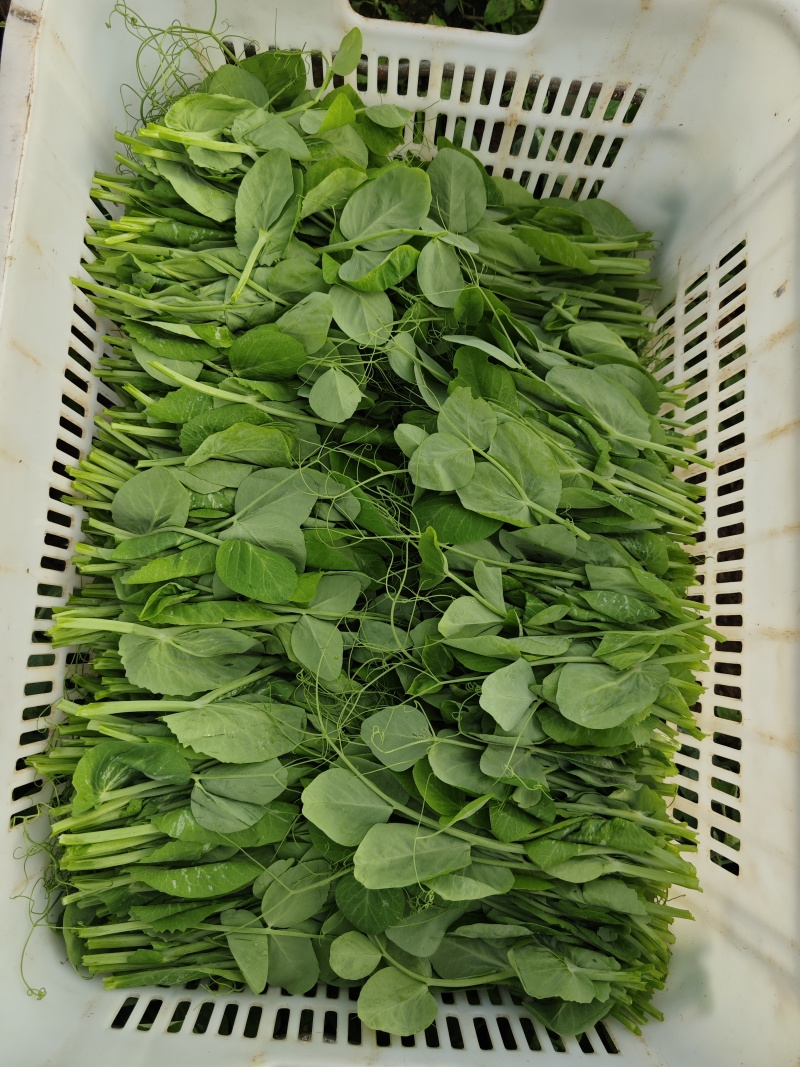 贵州豌豆尖400亩豌豆尖大叶豌豆尖，肥嫰豌豆尖