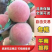 山东平邑县冬桃（红雪桃）种植面积广供应量大口感脆甜