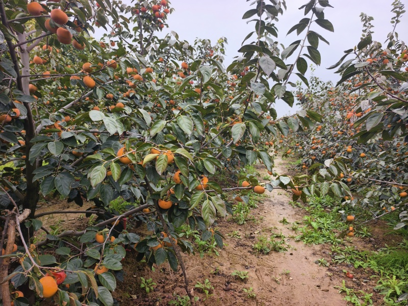 阳丰脆柿子陕西咸阳脆甜好吃不贵价格实惠走过不要错过
