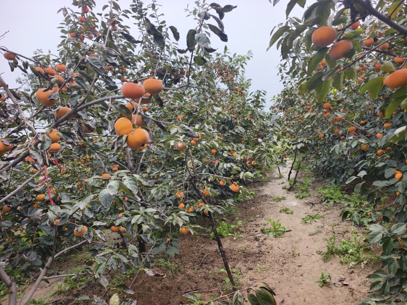 阳丰脆柿子陕西咸阳脆甜好吃不贵价格实惠走过不要错过