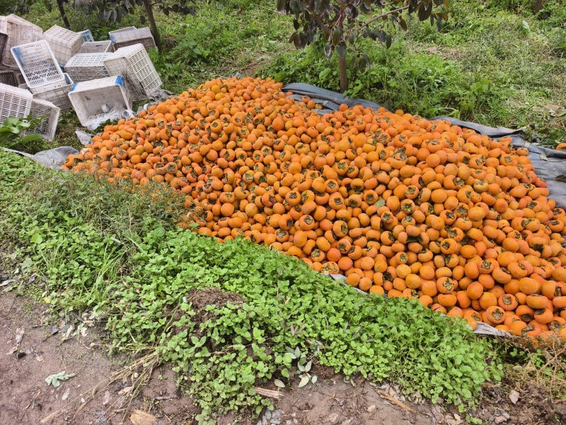 阳丰脆柿子陕西咸阳脆甜好吃不贵价格实惠走过不要错过