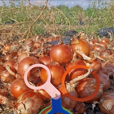 黄洋葱，个头非常均匀，颜色鲜艳，皮毛好