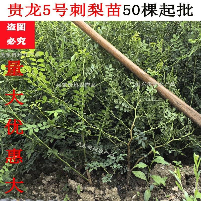 贵州刺梨树苗贵农5号刺梨果苗龙里刺梨苗苗木