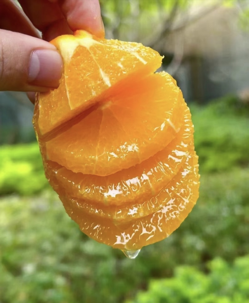 纽荷尔九月红果冻橙中华红血橙果大味甜多汁保质保量