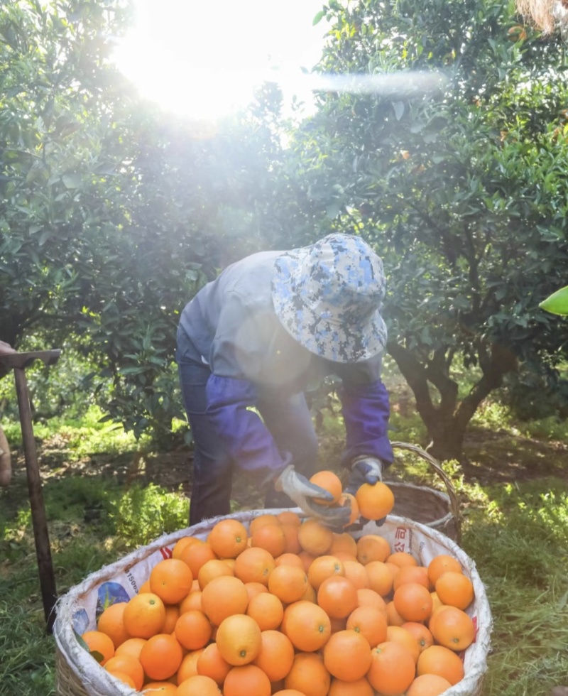 纽荷尔九月红果冻橙中华红血橙果大味甜多汁保质保量