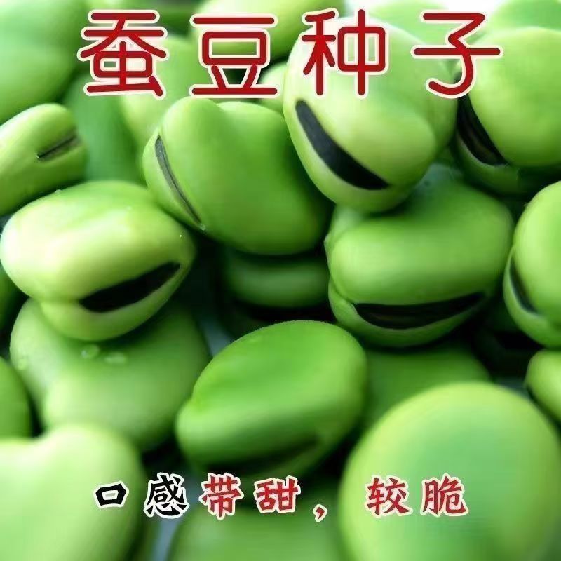 优质蚕豆种子。超大一颗粒，