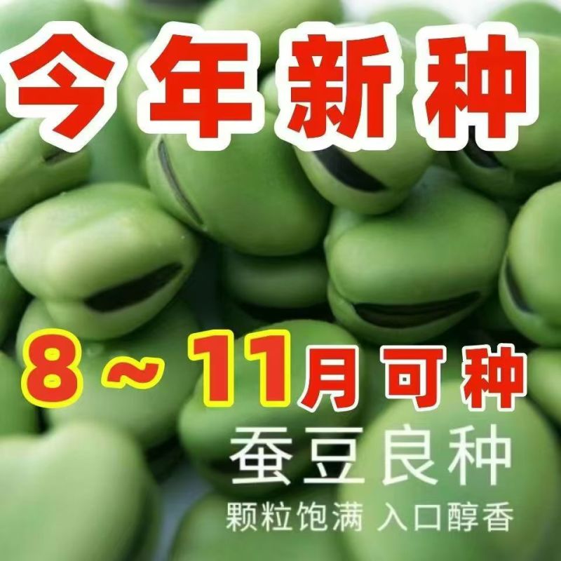 优质蚕豆种子。超大一颗粒，