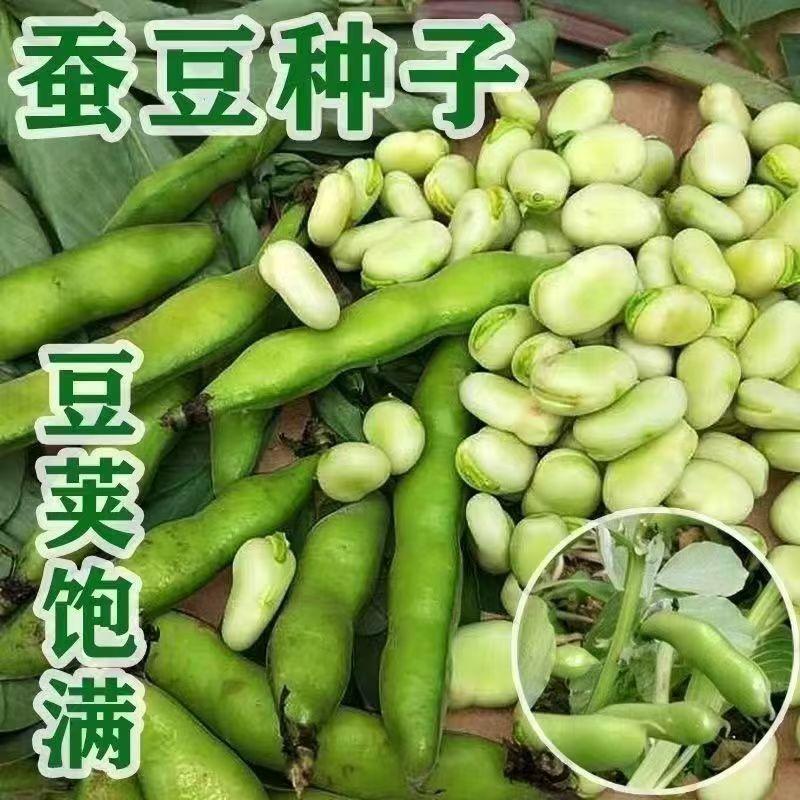 优质蚕豆种子。超大一颗粒，