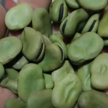 优质蚕豆种子。超大一颗粒，