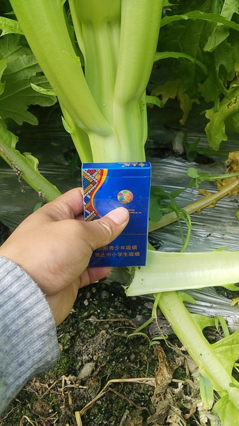 高原棒菜