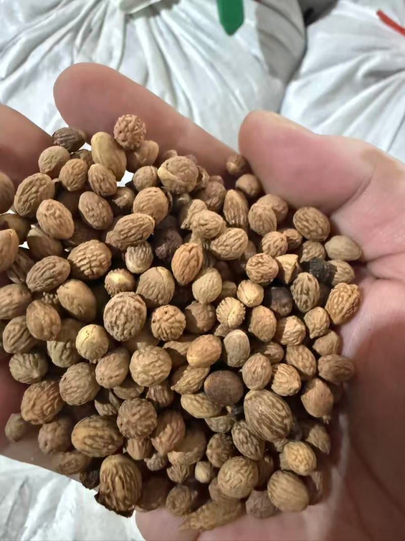 酸枣核中药材批发，山东临沂产地直发酸枣核仁