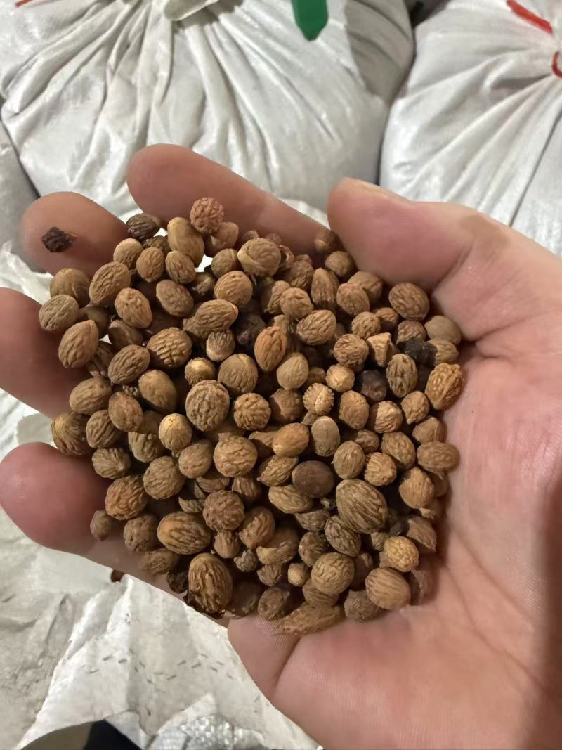 酸枣核中药材批发，山东临沂产地直发酸枣核仁