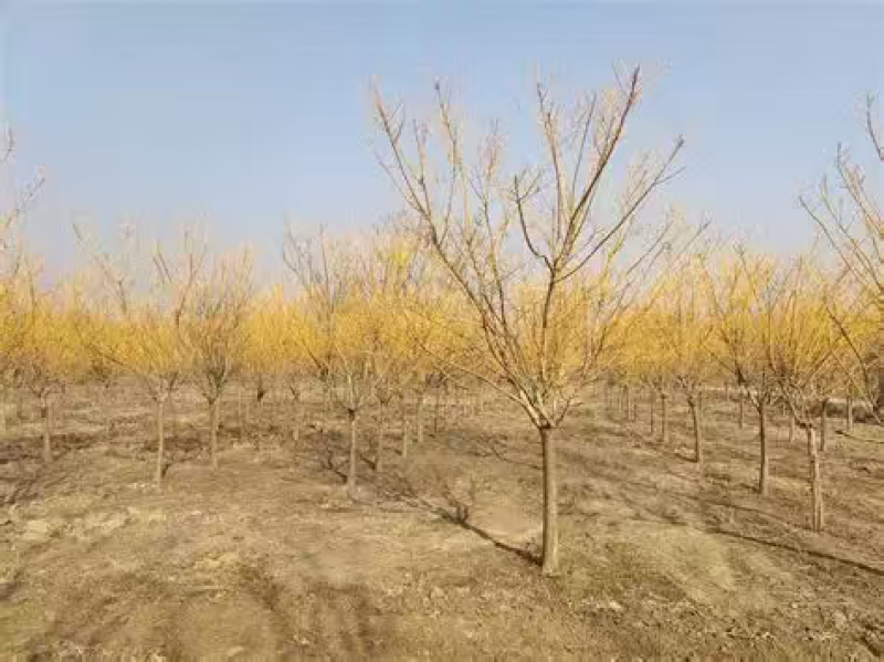 黄金槐