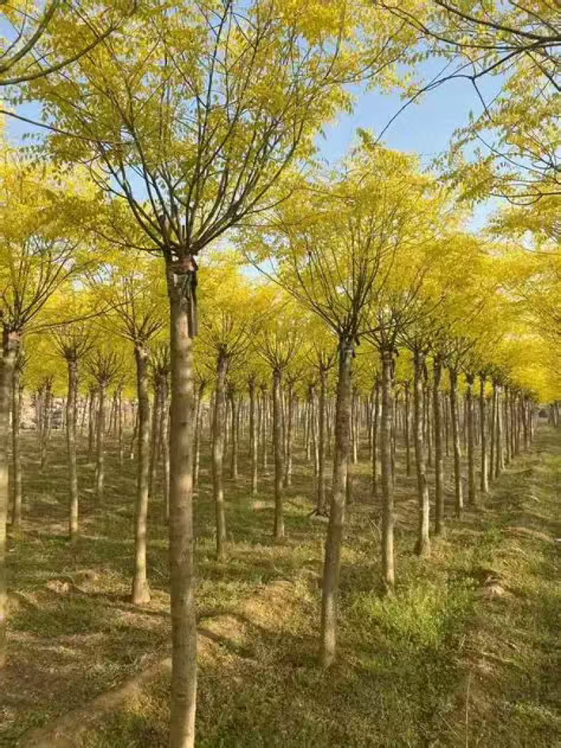 黄金槐