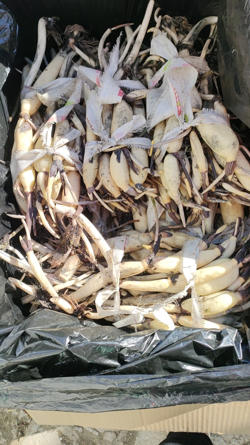 池裁荷花苗