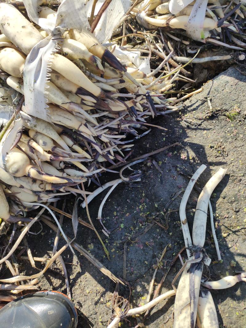 池裁荷花苗