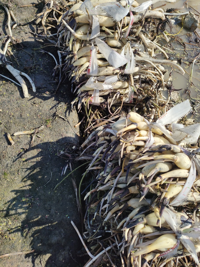 池裁荷花苗