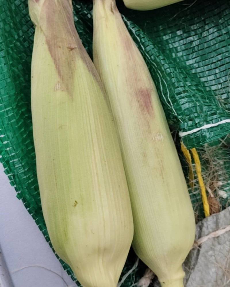 糯甜玉米