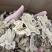 生白术白术片无硫两年货源充足