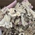 生白术白术片无硫两年货源充足