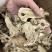 生白术白术片无硫两年货源充足