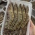 黑虎虾（木虾，墨虾）一盒400克，11一12条左右