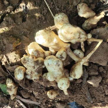 甘肃白银晚熟沙地菊芋，一百来亩，大量现货，量大价格可谈。