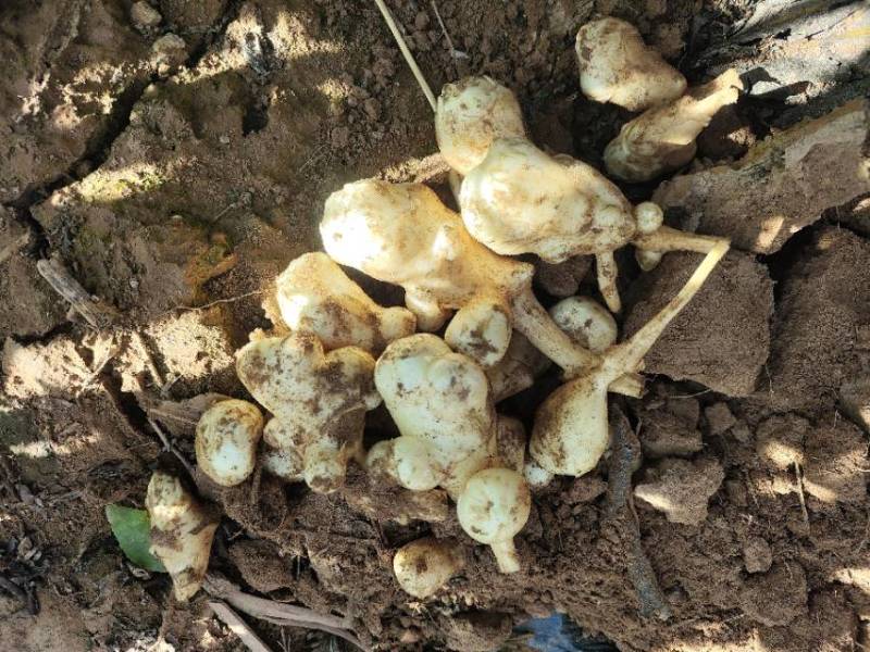 甘肃白银晚熟沙地菊芋，一百来亩，大量现货，量大价格可谈。