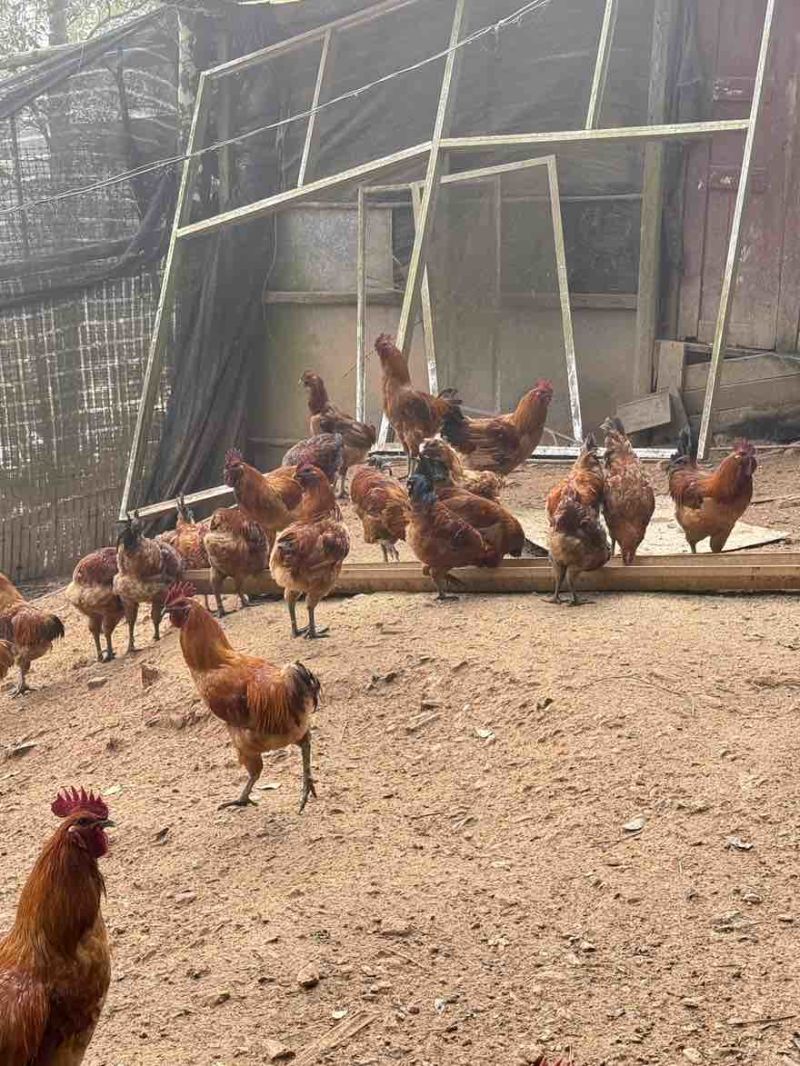 云南乌鸡鸡场直供西畴乌骨鸡量大从优，活鸡
