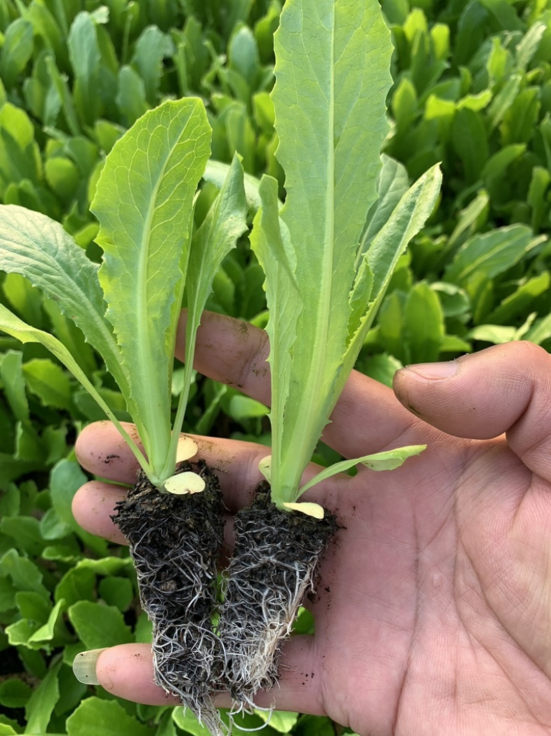现采现发优质嫁接品种贡菜苗量大从优欢迎联系