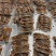 本港野生大肉蟹(**品质)，5-6只500g
