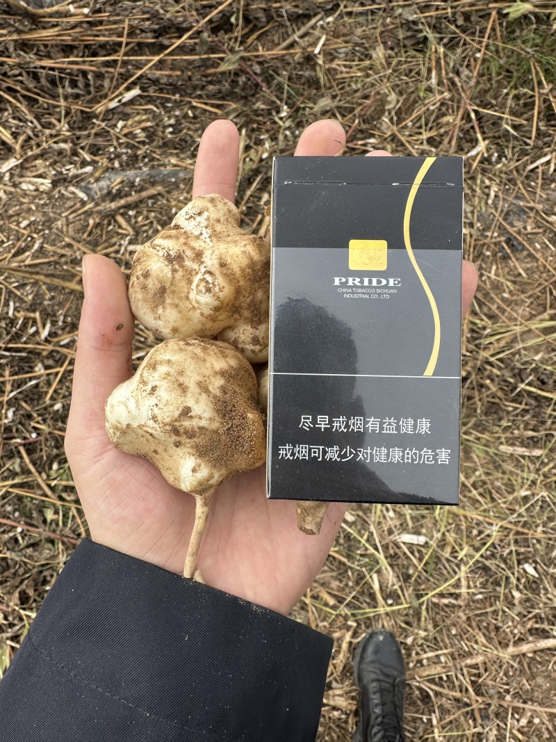 甘肃白银晚熟沙地菊芋，一百来亩，大量现货，量大价格可谈。