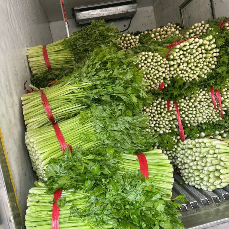 优质西芹