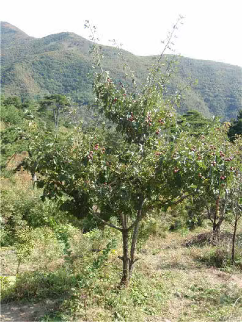 山楂树