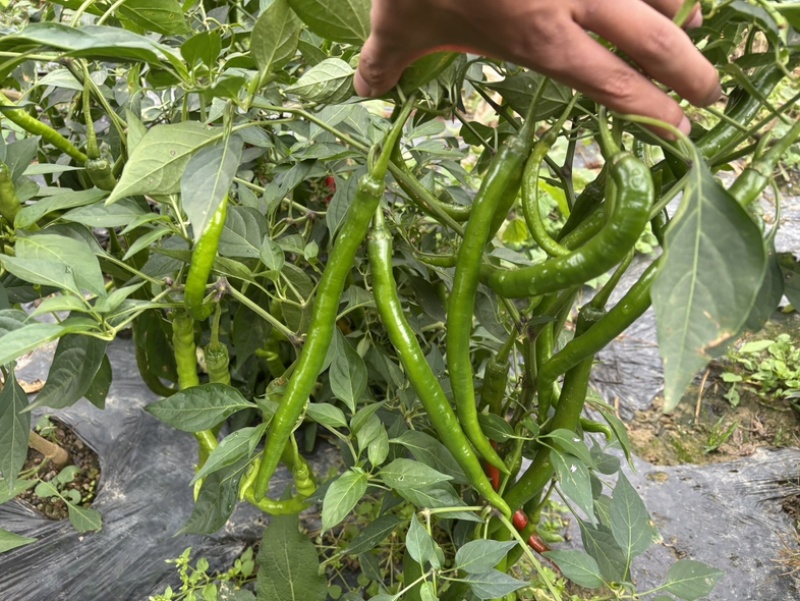 线椒3号线椒云南鲜辣椒，万亩基地直发量大从优欢迎电联