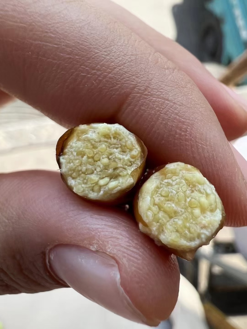 金丝蚕蛹，量大价优，营养价值好。