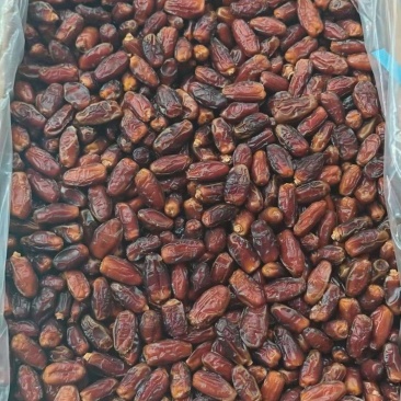 沙特椰枣