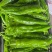 301辣椒，泡椒，芜湖椒，螺丝椒，黄青皮尖椒直供产地