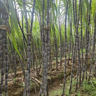 广西黑皮甘蔗大量有货基地直供品质优甜度高欢迎咨询电话