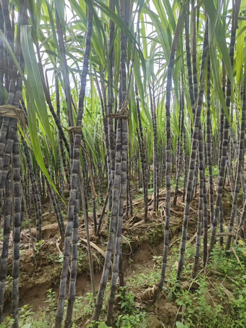 广西黑皮甘蔗大量有货基地直供品质优甜度高欢迎咨询电话