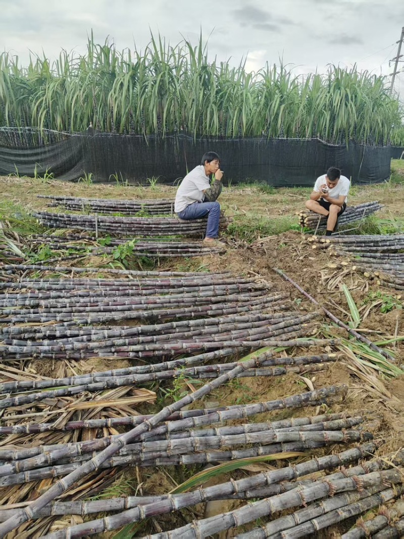 广西黑皮甘蔗大量有货基地直供品质优甜度高欢迎咨询电话