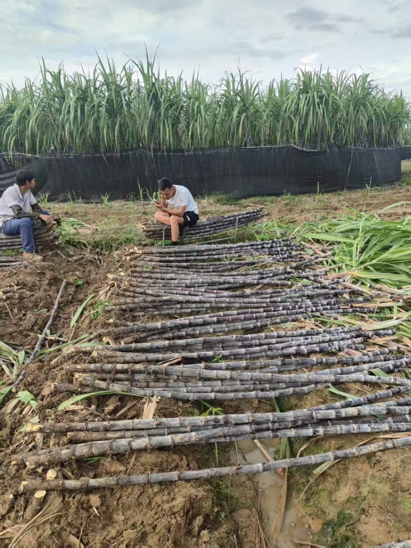 广西黑皮甘蔗大量有货基地直供品质优甜度高欢迎咨询电话