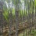 广西黑皮甘蔗大量有货基地直供品质优甜度高欢迎咨询电话